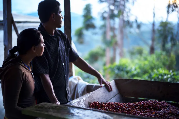 Production café Terres de café