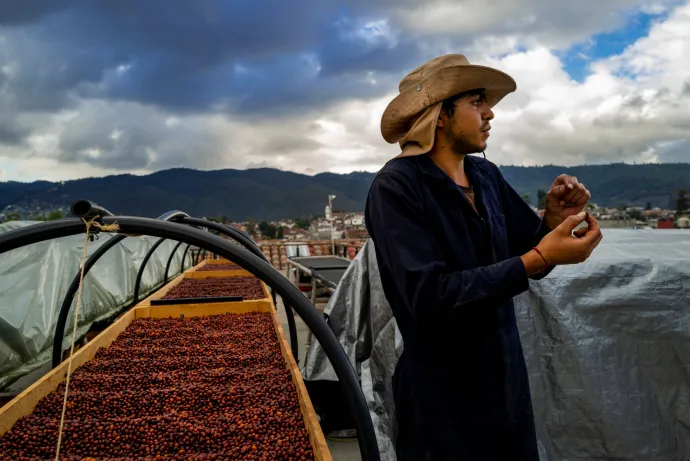 Transport café Terres de café